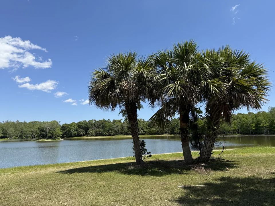 Cabbage palms stand beside Cow Pen Lake in Riverbend Park.
